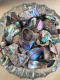 Abalone Shells