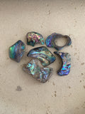 Abalone Shells