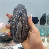 Orthoceras XS