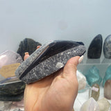 Orthoceras XS