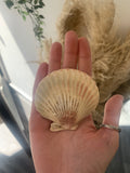 Shells