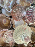 Shells