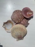 Shells